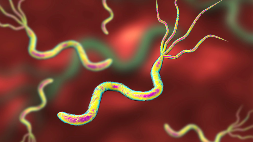 Helicobacter Pylori
H pylori