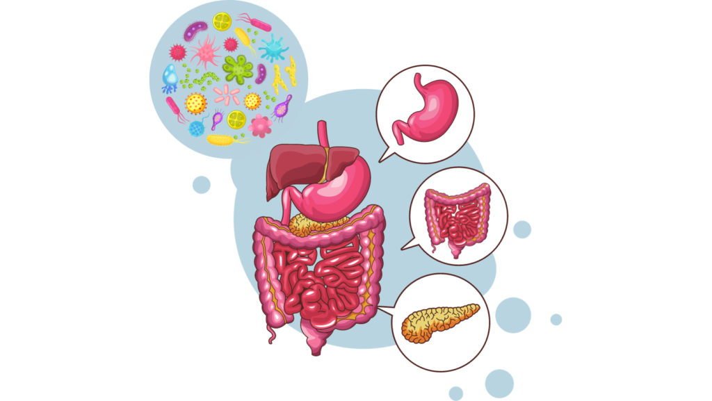 esôfago, estômago, intestino, intestino fino, intestino delgado, intestino grosso, intestinos, diagnóstico, exames, tratamento, endoscopia, colonoscopia, gastro, gastroenterologia, gastroenterologista