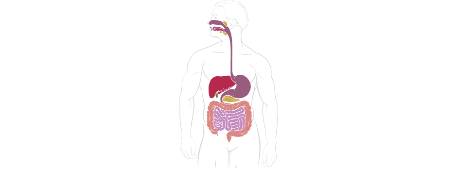 boca, esôfago, estômago, intestino fino, instetino delgado, intestino grosso, fígado, pâncras, baço, rins, ânus.